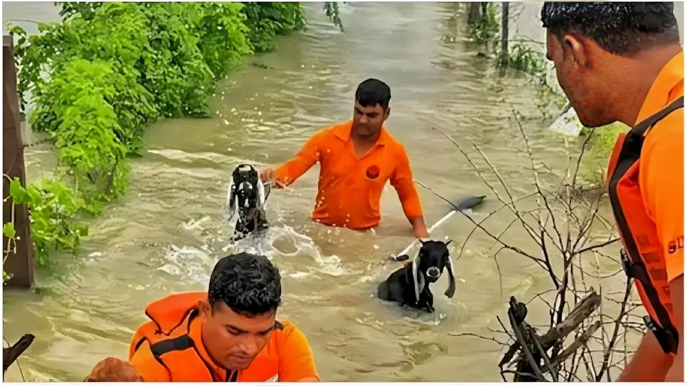 रेगिस्तान में बाढ़! राजस्थान में मानसून का कहर